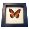 Orange Bared Lacewing Butterfly Cethosia Biblis Picta Framed Taxidermy Display