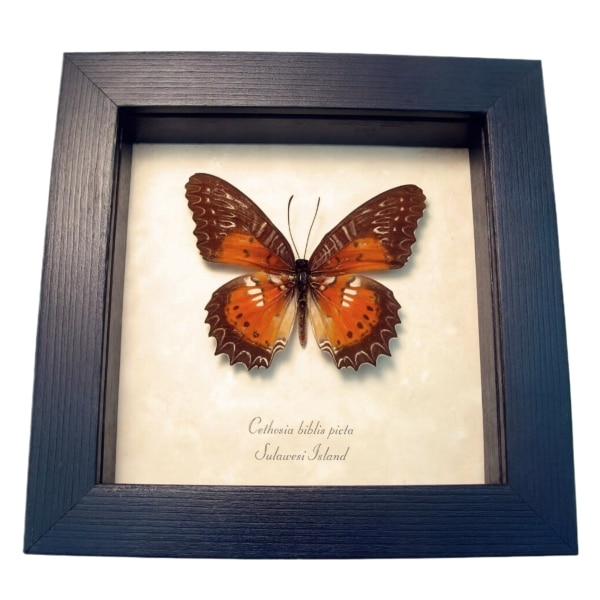 Orange Bared Lacewing Butterfly Cethosia Biblis Picta Framed Taxidermy Display