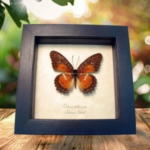 Orange Bared Lacewing Butterfly Cethosia Biblis Picta Framed Taxidermy Display