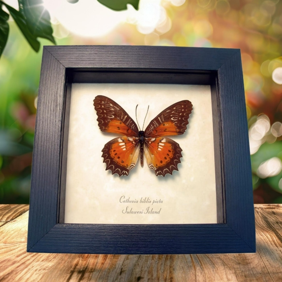 Orange Bared Lacewing Butterfly Cethosia Biblis Picta Framed Taxidermy Display