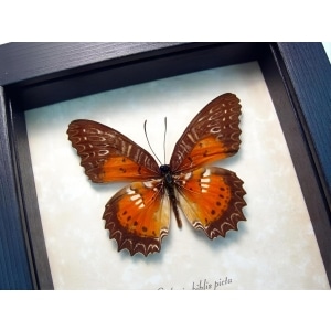Orange Bared Lacewing Butterfly Cethosia Biblis Picta Framed Taxidermy Display