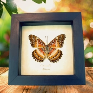Red Lacewing Butterfly Cethosia biblis verso Framed Taxidermy Display