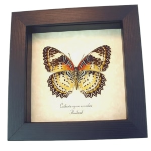 Leopard Lacewing Butterfly Cethosia Cyane euanthes Framed Taxidermy Display
