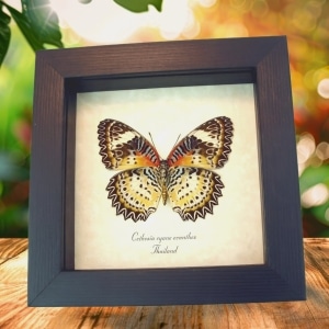 Leopard Lacewing Butterfly Cethosia Cyane euanthes Framed Taxidermy Display