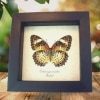 Leopard Lacewing Butterfly Cethosia Cyane euanthes Framed Taxidermy Display