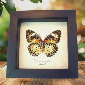 Leopard Lacewing Butterfly Cethosia Cyane euanthes Framed Taxidermy Display