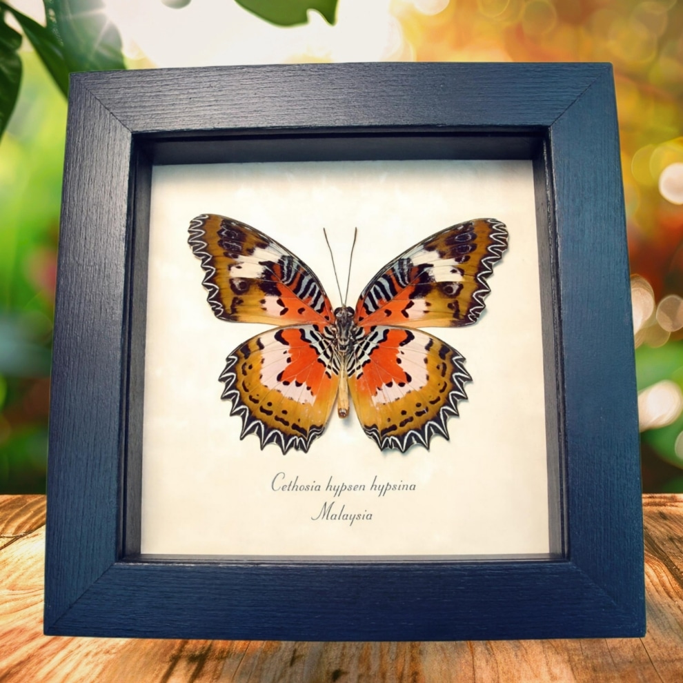 Malay Lacewing Butterfly Cethosia hypsea hypsina Verso Framed Taxidermy Display