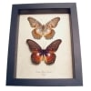 Cethosia myrina sarnada Set Butterflies Framed Butterfly Taxidermy Display