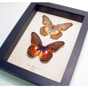 Cethosia myrina sarnada Set Butterflies Framed Butterfly Taxidermy Display