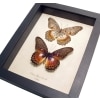 Cethosia myrina sarnada Set Butterflies Framed Butterfly Taxidermy Display