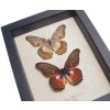 Cethosia myrina sarnada Set Butterflies Framed Butterfly Taxidermy Display