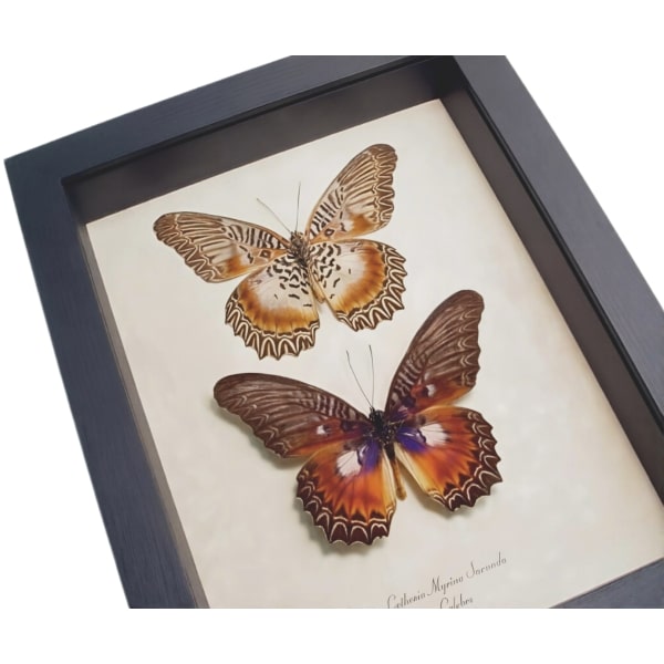 Cethosia myrina sarnada Set Butterflies Framed Butterfly Taxidermy Display