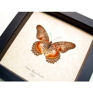Cethosia myrina sarnada Verso Butterfly Framed Taxidermy Display
