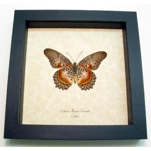 Cethosia myrina sarnada Verso Butterfly Framed Taxidermy Display