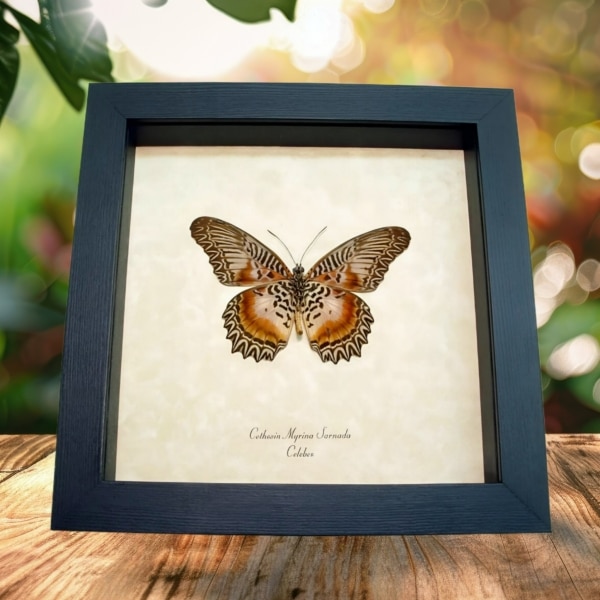 Orange lacewing Butterfly Cethosia myrina sarnada Verso Framed Taxidermy Display