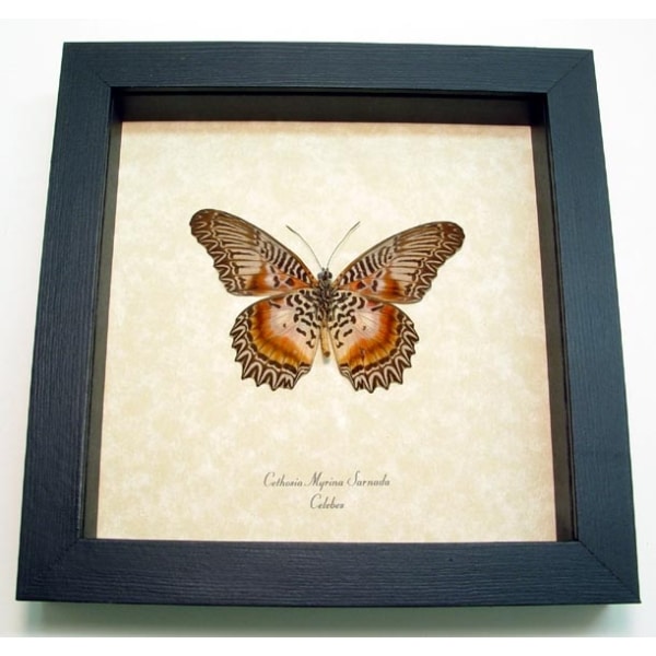 Cethosia myrina sarnada Verso Butterfly Framed Taxidermy Display