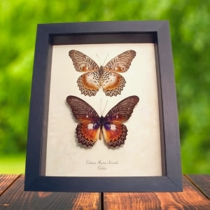 Cethosia myrina sarnada Set Butterflies Framed Butterfly Taxidermy Display