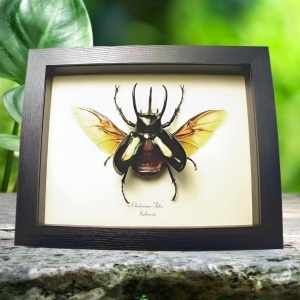 Real Framed Flying Atlas Beetle Chalcosoma atlas Taxidermy Display
