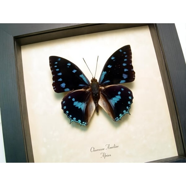 Charaxes ameliae Blue African Butterfly Framed Taxidermy Display
