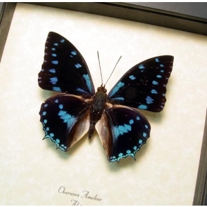 Charaxes ameliae Blue Butterfly Framed Taxidermy Display