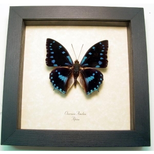 Charaxes ameliae Blue African Butterfly Framed Taxidermy Display