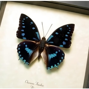 Charaxes ameliae Blue African Butterfly Framed Taxidermy Display