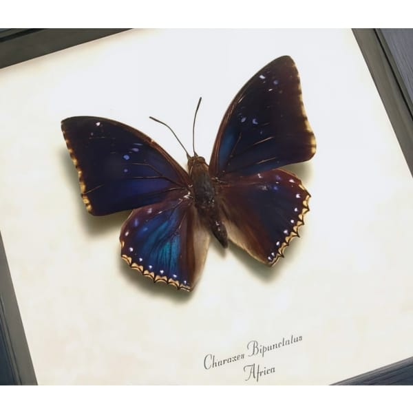 Real Framed Blue Butterfly Charaxes bipunctatus African Insect Taxidermy Display