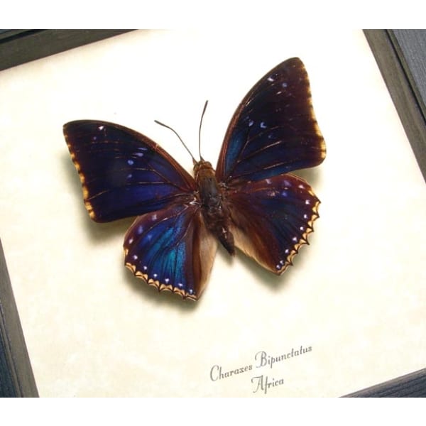 Real Framed Blue Butterfly Charaxes bipunctatus African Insect Taxidermy Display