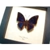 Real Framed Blue Butterfly Charaxes bipunctatus African Insect Taxidermy Display
