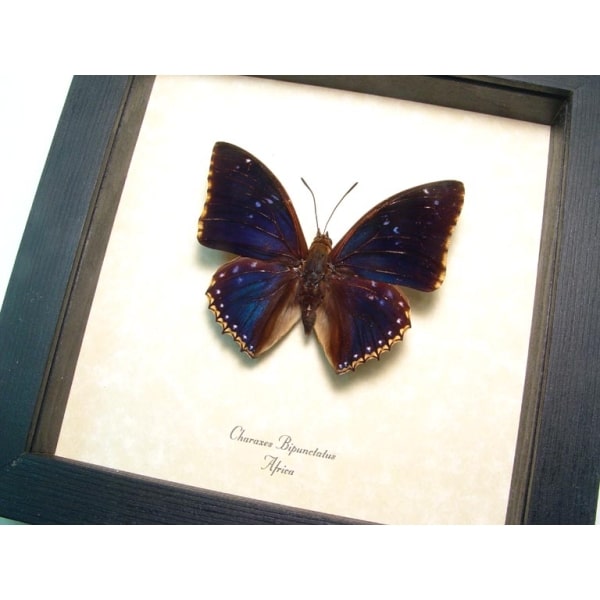 Real Framed Blue Butterfly Charaxes bipunctatus African Insect Taxidermy Display