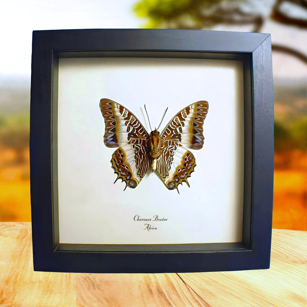 Framed African Butterfly White-barred Emperor Charaxes brutus verso Taxidermy Display Framed African Butterfly White-barred Emperor Charaxes brutus verso Taxidermy Display