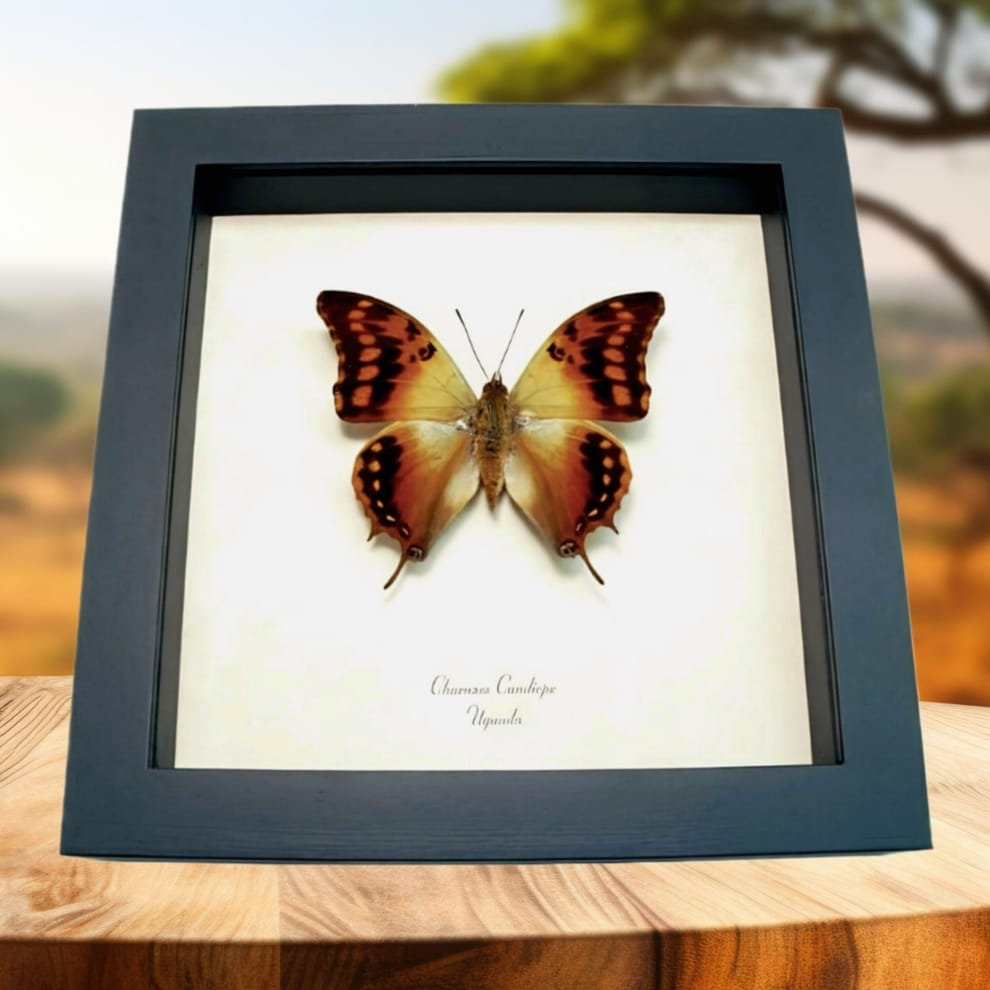 Framed African Butterfly Charaxes candiope Taxidermy Display