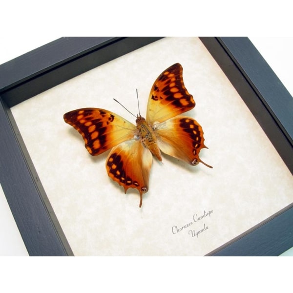Charaxes candiope African Dagger Tail Framed Butterfly