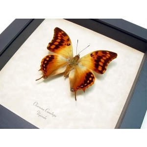 Framed African Butterfly Charaxes candiope Taxidermy Display