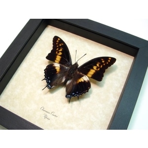 Charaxes castor Giant Emperor African Butterfly Framed Taxidermy Display