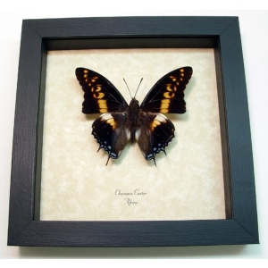 Charaxes castor Giant Emperor African Butterfly Framed Taxidermy Display