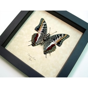 Giant Emperor Framed African Butterfly Charaxes castor Verso Taxidermy Display