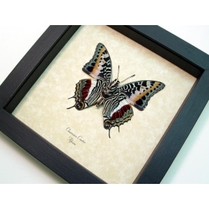 Charaxes castor Verso Giant Emperor African Butterfly Framed Taxidermy Display