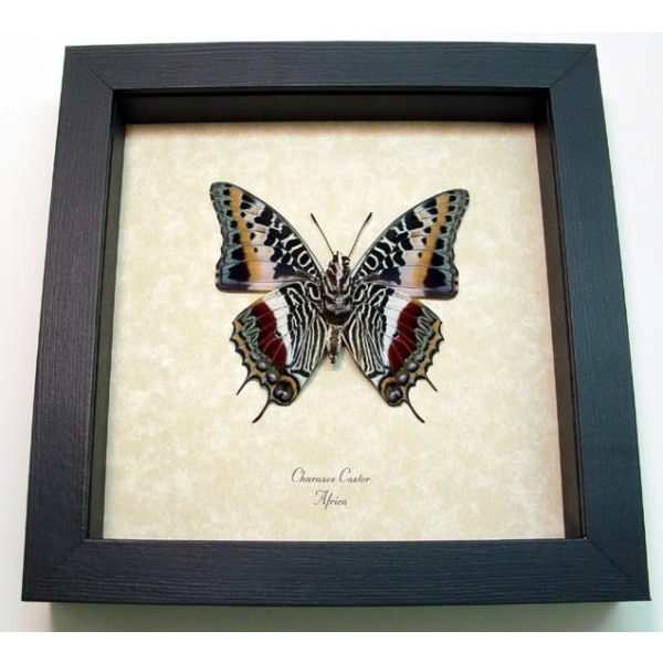 Charaxes castor Verso Giant Emperor African Butterfly Framed Taxidermy Display