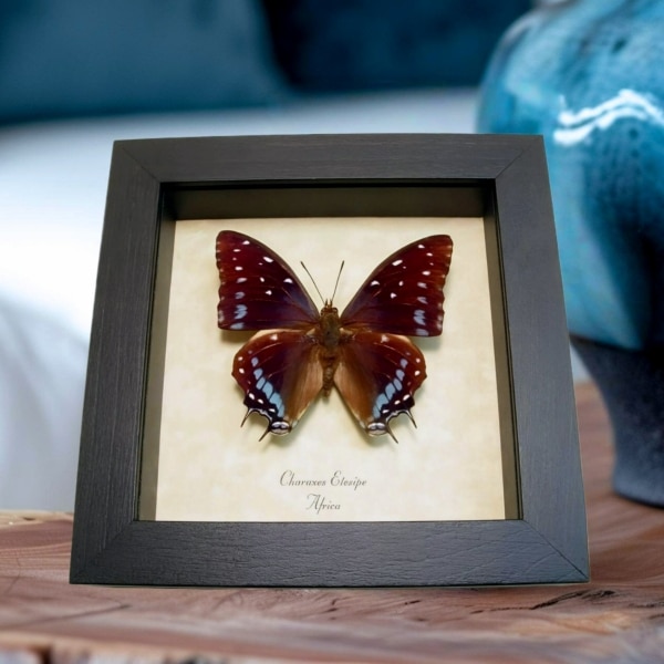 Charaxes etesipe Framed African Butterfly Scarce Forest Emperor Taxidermy Display Charaxes etesipe Framed African Butterfly Scarce Forest Emperor Taxidermy Display