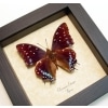 Charaxes etesipe African Butterfly Scarce Forest Emperor Framed Taxidermy Display