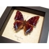 Charaxes etesipe African Butterfly Scarce Forest Emperor Framed Taxidermy Display