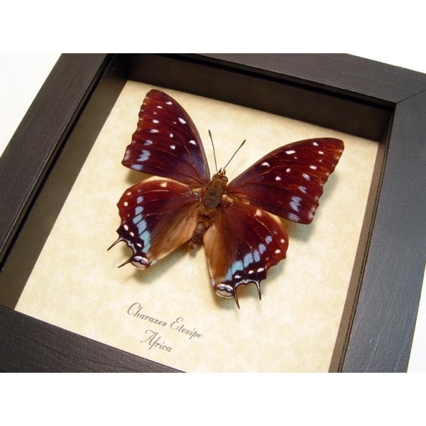 Charaxes etesipe African Butterfly Scarce Forest Emperor Framed Taxidermy Display