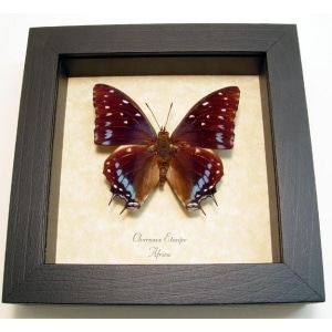 Charaxes etesipe African Butterfly Scarce Forest Emperor Framed Taxidermy Display