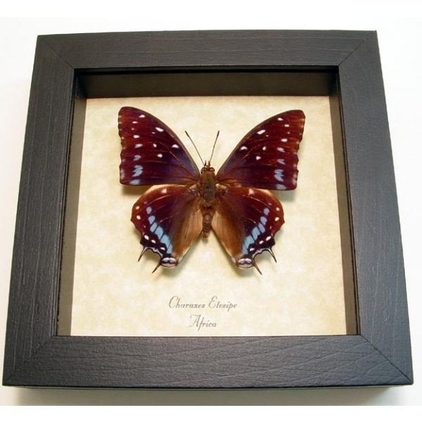 Charaxes etesipe African Butterfly Scarce Forest Emperor Framed Taxidermy Display