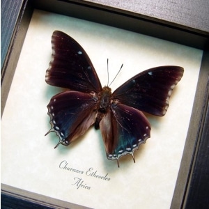 Charaxes etheocles Black Demon Butterfly Framed Taxidermy Display