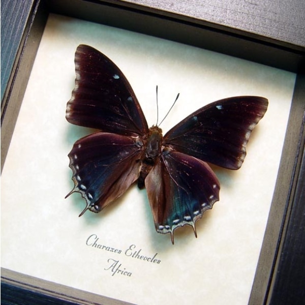Charaxes etheocles Black Demon Butterfly Framed Taxidermy Display