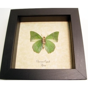 Charaxes eupale Verso African Green Leaf Butterfly Framed Taxidermy Display