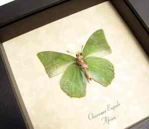 Charaxes eupale Verso African Green Leaf Butterfly Framed Taxidermy Display