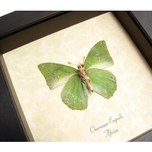 Charaxes eupale Verso African Green Leaf Butterfly Framed Taxidermy Display